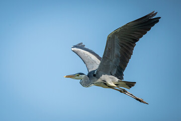 Fototapeta premium A grey heron (Ardea cinerea) flying in the sky
