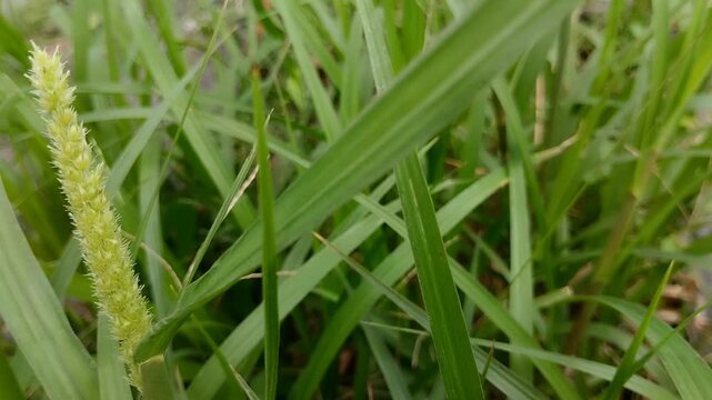 Close-up green foxtail grass (Setaria viridis) in a meadow. Beautiful wild bristle grass with fuzzy seed head spikelet and lush green leaves