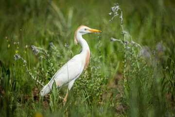 Obraz premium A great egret (Ardea alba) walking through a field looking for food