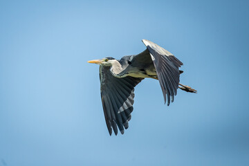Fototapeta premium A grey heron (Ardea cinerea) flying in the sky