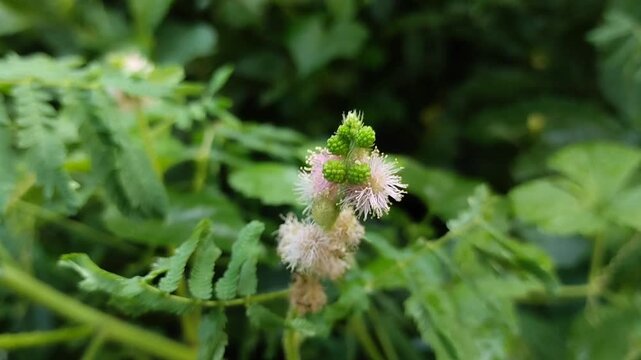 Mimosa pudica (Sensitive Plant) flower blooming in the garden. Although often considered a weed, Mimosa pudica has various traditional and pharmacological health benefits