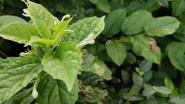White Butterfly Bush (Clerodendrum calamitosum) blooming