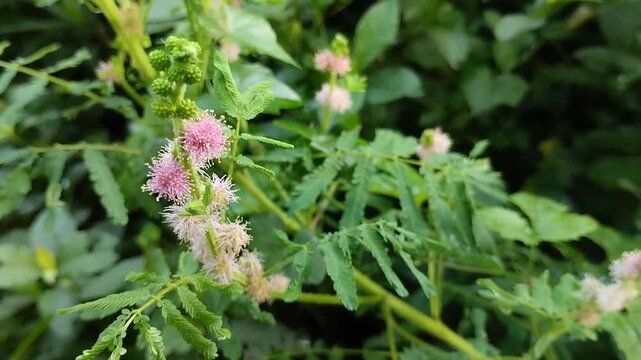 Mimosa pudica (Sensitive Plant) flower blooming in the garden. Although often considered a weed, Mimosa pudica has various traditional and pharmacological health benefits