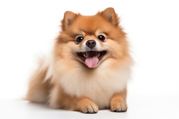 Obraz premium Pomeranian mammal animal puppy.