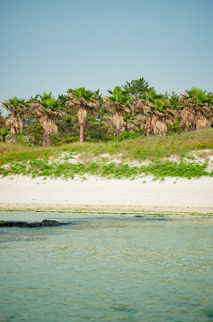 Indifferent Local Gaze at an Ordinary Village Beach with Weathered Palms and Quiet Sand