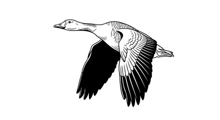 flying goose in black and white © Md Shohel rana