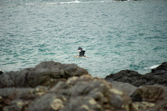 Bird Flying Over Blue Ocean with Volcanic Rocks in Foreground in Jeju Island