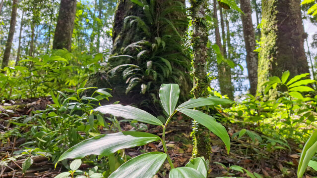Lush green tropical forest undergrowth with vibrant leaves in natural light. Detail of herbaceous plant foliage in a humid jungle environment, nature background