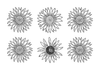 Fototapeta premium Hand-drawn black outline sunflowers arranged in rows white background, floral nature