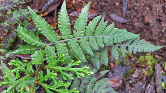 Detailed view of lush wild fern leaves growing on forest floor. possibly Dryopteris lepidopoda and Polypodium cambricum species