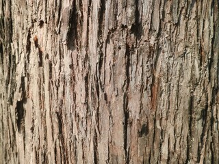 Fototapeta premium Detailed close-up of rugged tree bark, showcasing deep furrows and earthy tones, an organic background for rustic designs, embodying nature's resilience