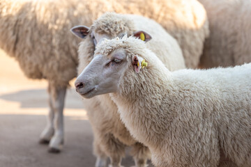Close-up of a young, fluffy sheep with distinct ear tags, gently looking left, with an adult sheep in the soft-focused background. Captures the peaceful essence of farm life and the texture of its © BestTravelPhotos
