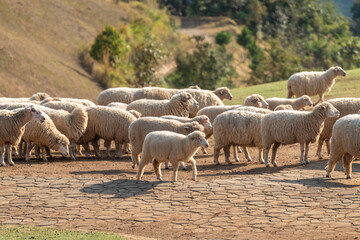 Obraz premium A serene flock of fluffy sheep grazes and moves across a rustic dirt path under warm natural light, set against a rolling, green hillside.