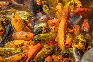 A vibrant close-up of numerous colorful Koi fish and carp densely packed together in shallow water, many with mouths open, eagerly vying for food at the surface. A dynamic scene of aquatic life. © BestTravelPhotos