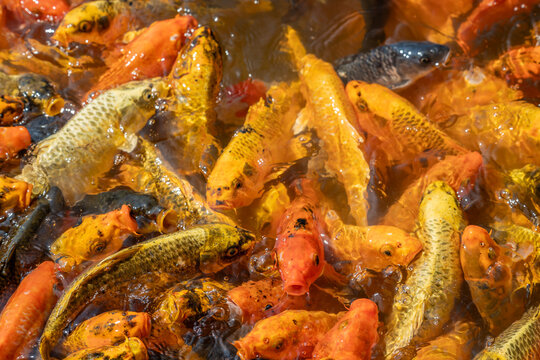 A vibrant school of colorful Koi fish, showcasing their striking orange, yellow, and golden scales, actively swim and feed at the water's surface in a tranquil pond.