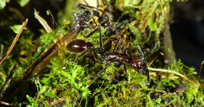 Bullet Ant, (Paraponera clavata) one of the biggest Amazonian ants and famed for its powerful sting. In Napo province, Ecuador. Two  individuals foraging I moss