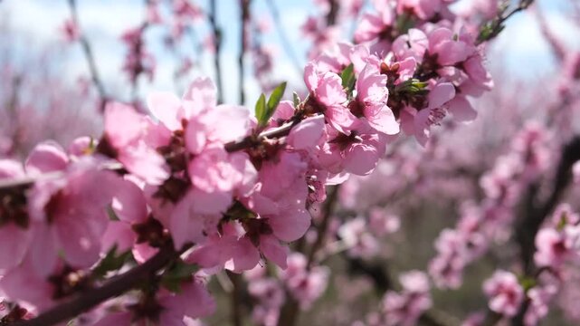 Bee peach blossom close-up. The honey bee pollinates orchards in spring. Atmospheric natural background. Delicate pink flowers are swaying in the wind. Springtime concept. Bright sunlight. Blue sky