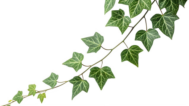 A green ivy branch with leaves isolated on transparent background