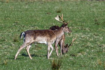 Damwild (Dama dama) © Rolf Müller