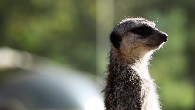 A meerkat stands alert and vigilant, its keen eyes scanning the surroundings, captured in a close-up, dynamic outdoor footage.