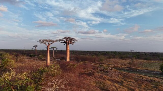 Aerial view of baobab trees in dry savanna under cloudy sky. Trees stand tall with thick trunks and sparse canopies. Earth tones dominate dry grassland. Scene peaceful, natural, untouched
