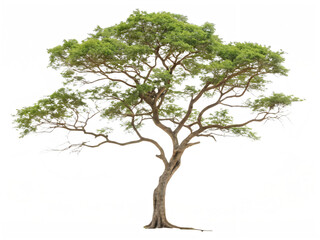 Obraz premium tree isolated on white background