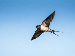 Fototapeta premium Graceful Barn Swallow Soaring Through a Clear Blue Open Sky with Minimalist Composition