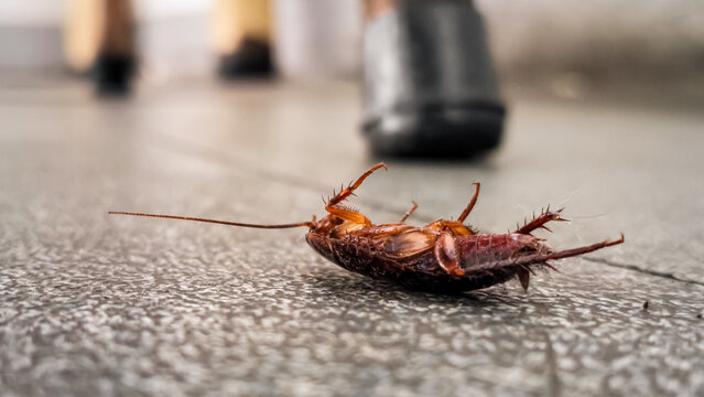 Close up of a dead American cockroach on a dirty floor, insect infestation.