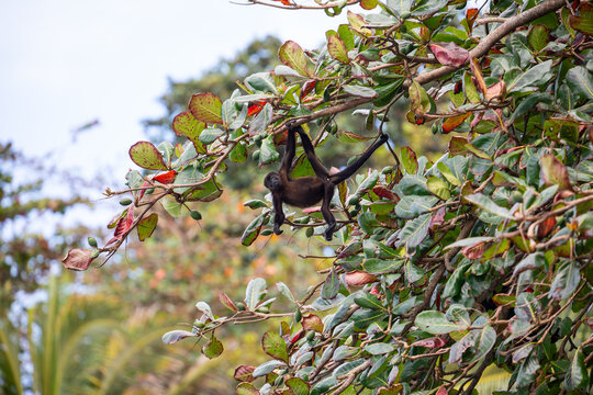 Young mantled howler monkey (Alouatta palliata) climbing through tropical almond tree branches. Nature wildlife scene. Manzanillo, Limon, Costa Rica.