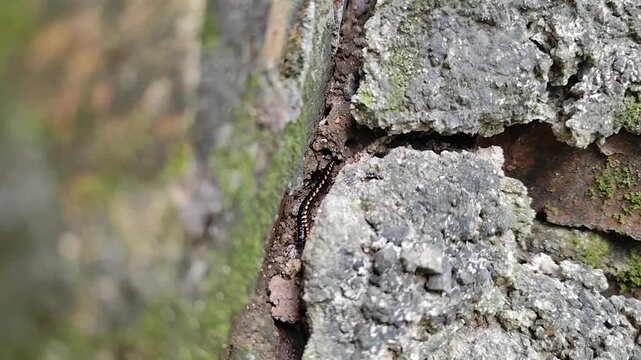 The black millipede moved slowly, exploring the moist rock crevices. With its many legs moving in unison, it searched for organic remains to eat. 