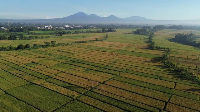 tunning Aerial View of Rice Fields with Mountain Range at Sunrise - 4K, Mount Batukaru, mount batukau