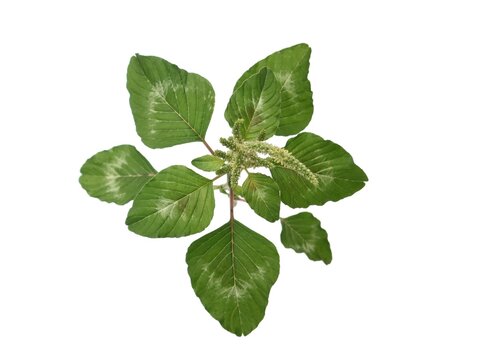 Fresh green amaranth plant (Amaranthus viridis) isolated on white background. Perfect for themes related to organic gardening, healthy superfoods, herbal medicine, and botany