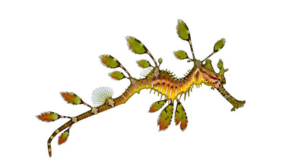 Obraz premium Vibrant leafy seadragon, a master of camouflage, gracefully drifts in an aquatic habitat, showcasing intricate marine flora