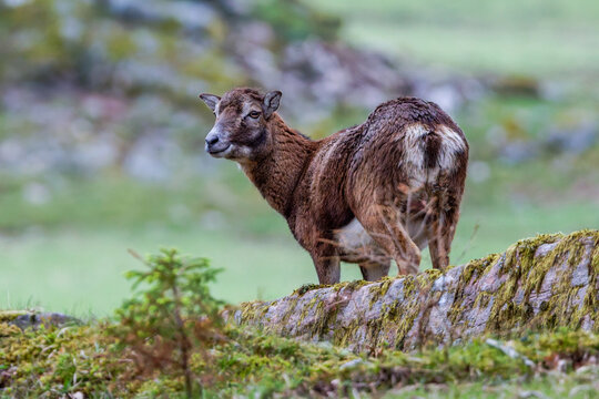 Europ&auml;ischer Mufflon (Ovis orientalis musimon)