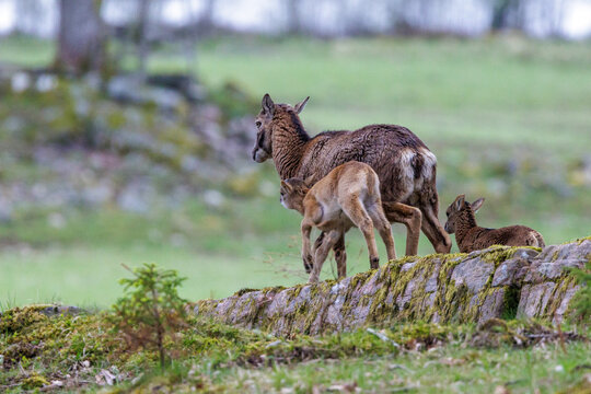 Europ&auml;ischer Mufflon (Ovis orientalis musimon)