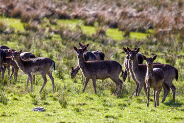 Damwild (Dama dama) © Rolf Müller