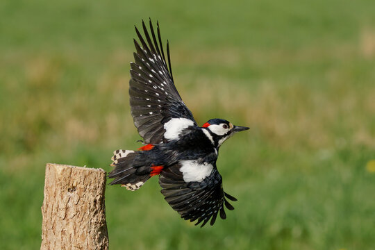 Buntspecht (Dendrocopos major) M&auml;nnchen