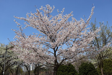 Naklejka premium Sakura Blossom Tree in Spring Season