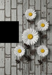 Obraz premium デイジーの花が古びた木の壁に美しく咲いている