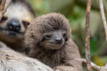 Fototapeta premium Close up of a baby three-toed sloth (Bradypus variegatus) resting on its mother's belly. Manzanillo, Limon, Costa Rica.