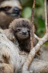 Fototapeta premium Close up of a cute baby three-toed sloth (Bradypus variegatus) resting on its mother's belly. Manzanillo, Limon, Costa Rica.