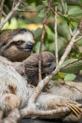 Fototapeta premium Close up of a cute baby three-toed sloth (Bradypus variegatus) resting on its mother's belly. Manzanillo, Limon, Costa Rica.
