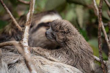 Fototapeta premium Close up of a cute baby three-toed sloth (Bradypus variegatus) resting on its mother's belly. Manzanillo, Limon, Costa Rica.