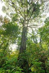 Fototapeta premium Giant tropical tree with vines and epiphytes in the rainforest. Refugio Nacional de Vida Silvestre Gandoca - Manzanillo, Costa Rica.