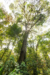 Fototapeta premium Giant tropical tree with vines and epiphytes in the rainforest. Refugio Nacional de Vida Silvestre Gandoca - Manzanillo, Costa Rica.