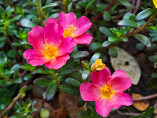 Close-up of moss rose or nine o’clock flower (Portulaca grandiflora) with vivid pink petals and yellow center, surrounded by thick green succulent leaves in striking contrast © Utik