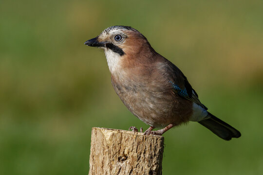 Eichelh&auml;her (Garrulus glandarius)