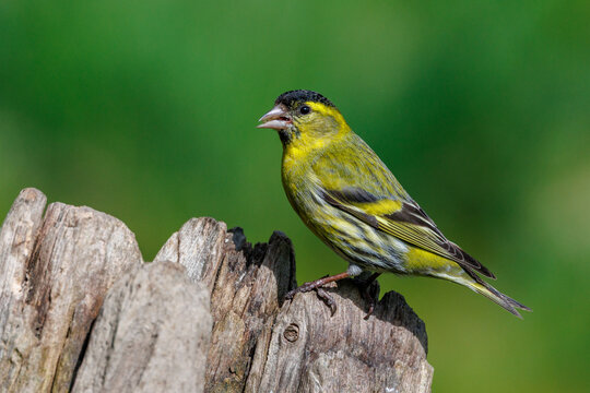 Zeisig (Carduelis spinus) M&auml;nnchen