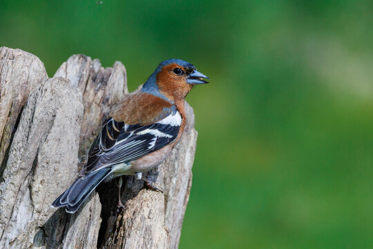 Buchfink (Fringilla coelebs) M&auml;nnchen