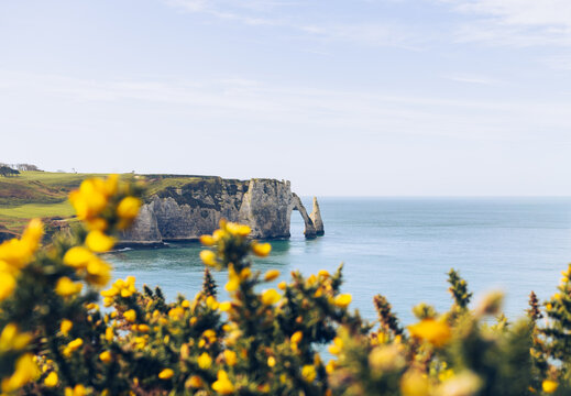 Etretat famous cliff arch with yellow flowers and Atlantic ocean